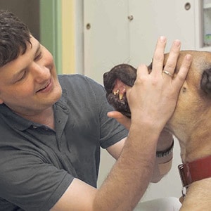 Dr. Mertens untersucht Hund